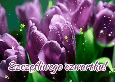 Piękne fioletowe tulipany czwartek